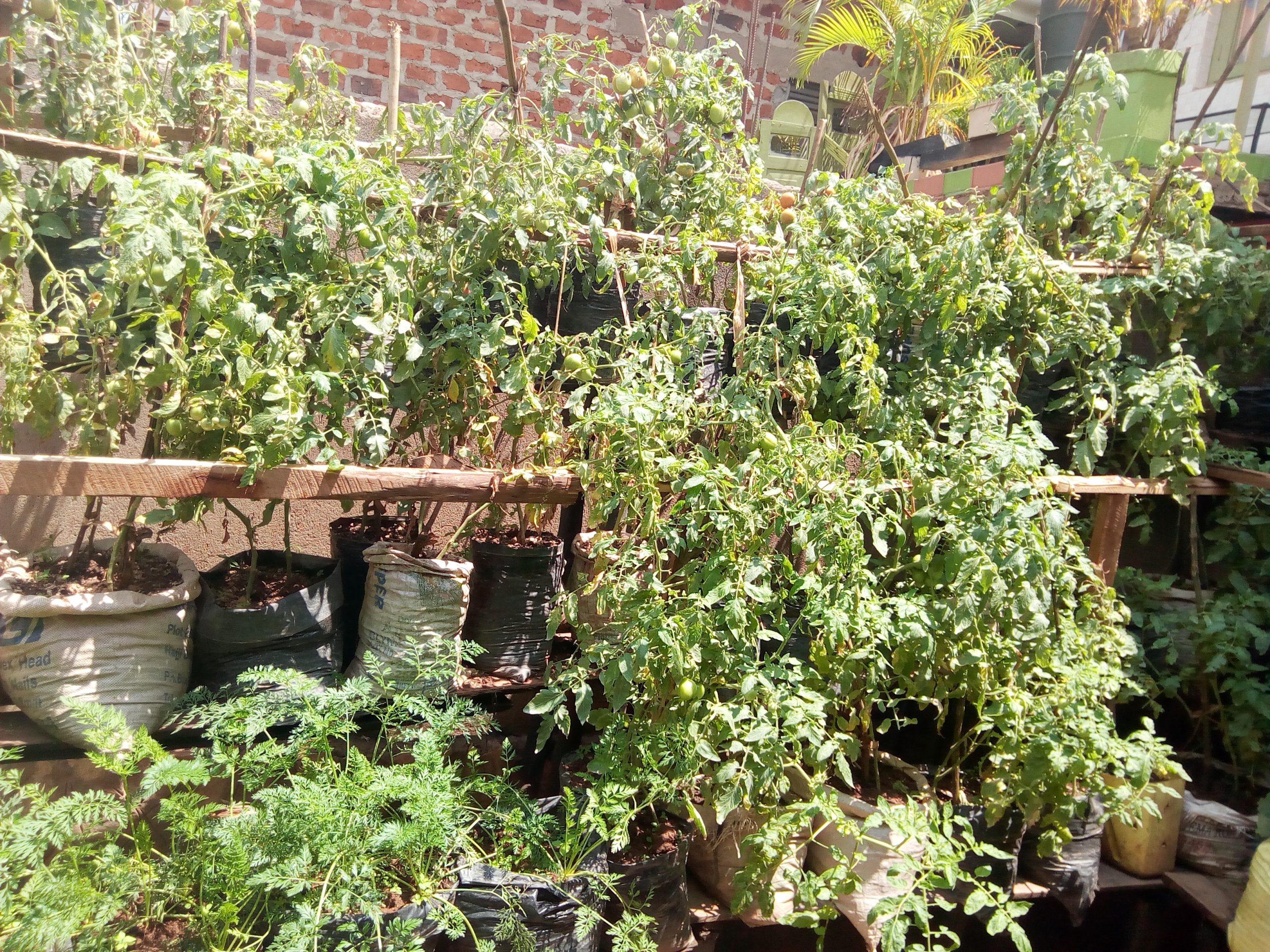 Domestic Kitchen Garden