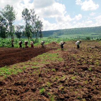 Community Crop Harvesting Community Crop Harvesting