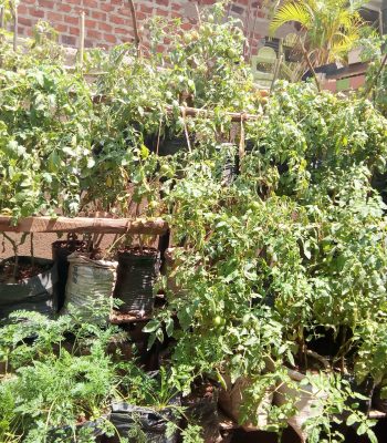 Domestic Tomatoes growing Domestic Kitchen Garden